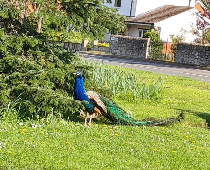 2 bed Semi-detached House in quiet village 