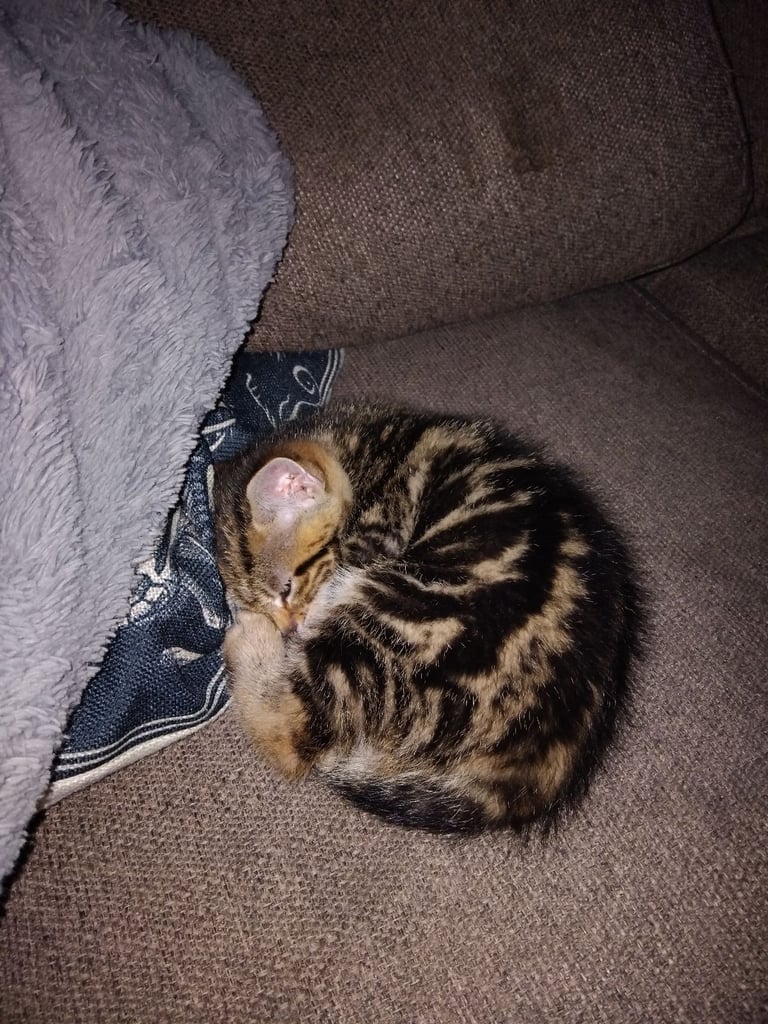 Kitten for sale