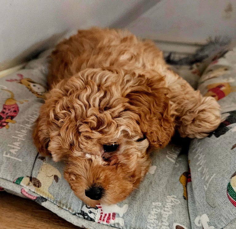 Toy poodle | Dogs & Puppies for Sale - Gumtree