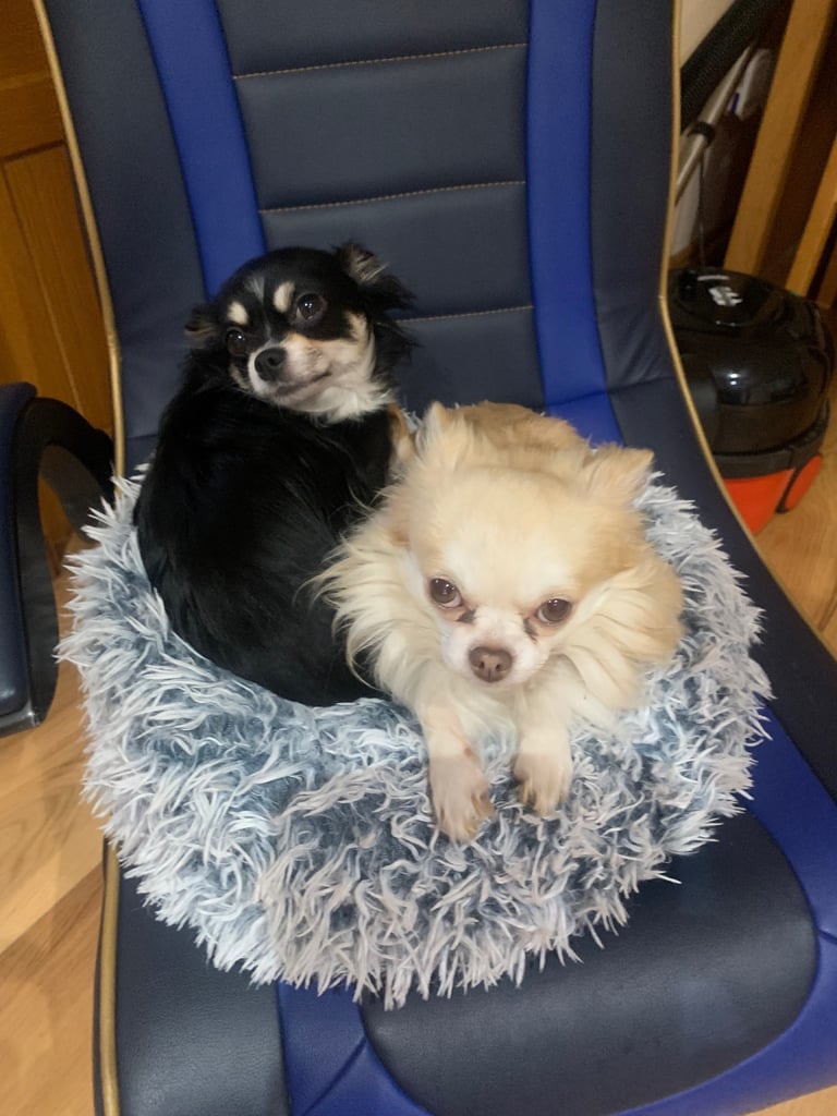 Tiny chihuahuas, long haired, £800 each 