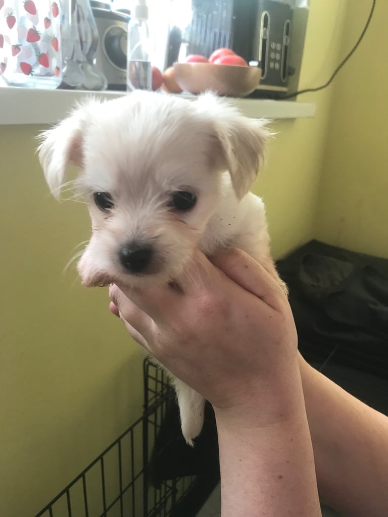 Rare Chi Chi Puppies