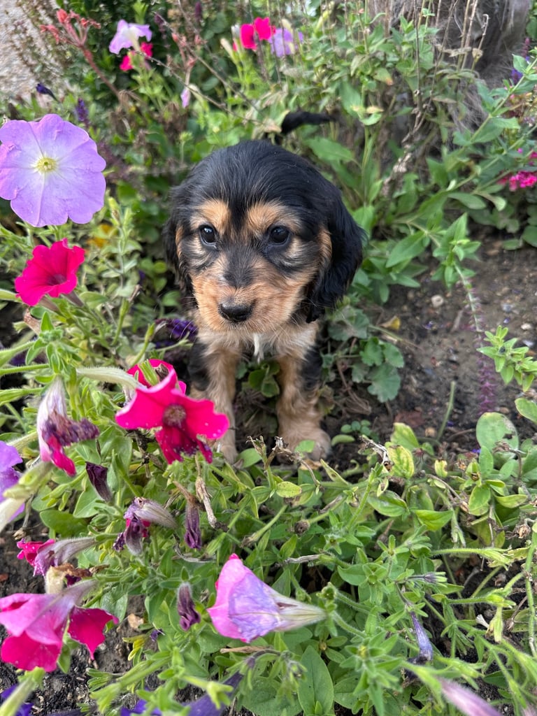 ONLY 3  LEFT Cocker show type spaniel puppy’s 
