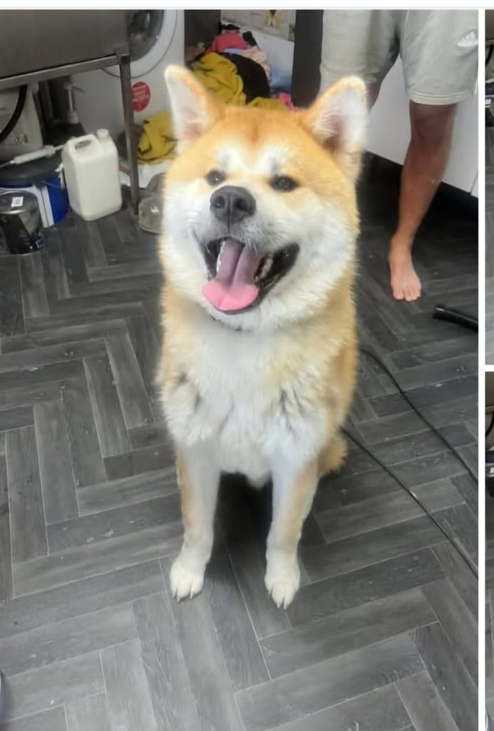 Japanese akita