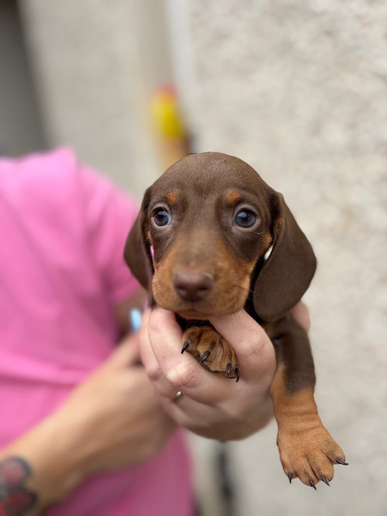 Miniature dachshund puppy