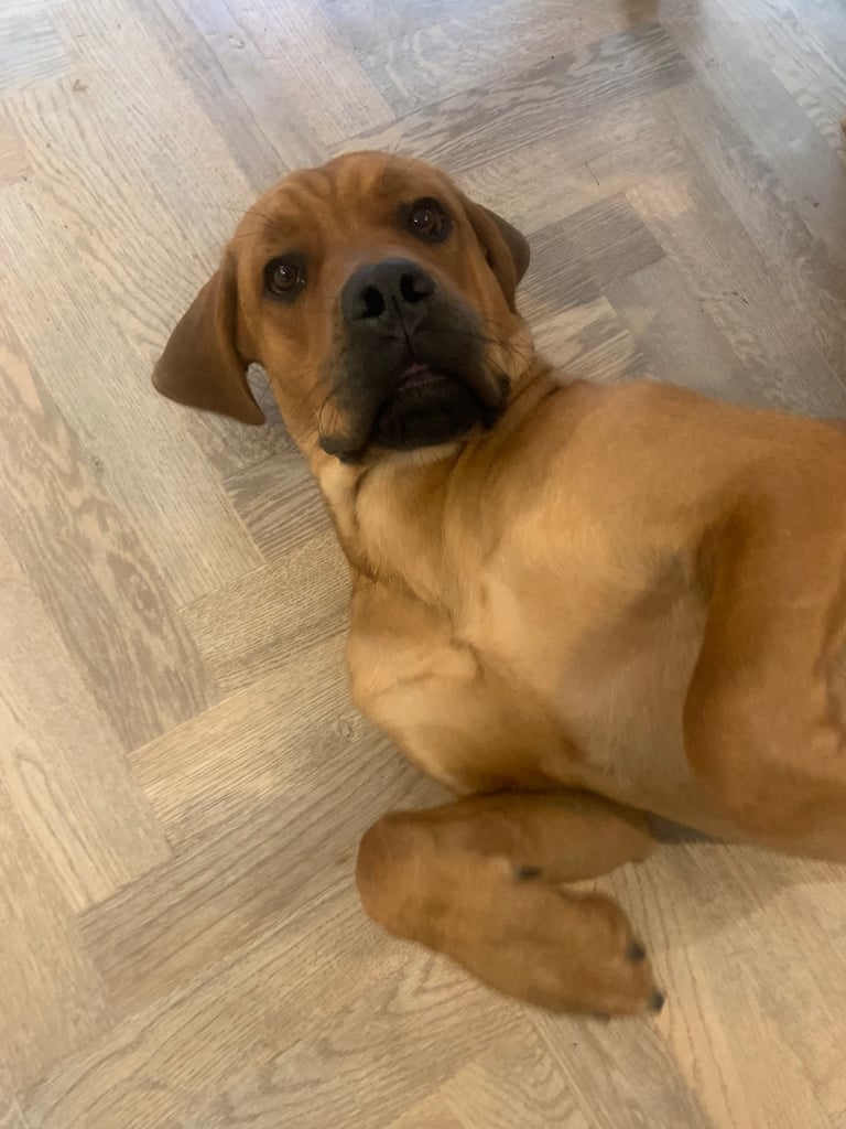 Forever home wanted 