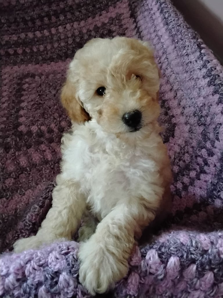 Cockapoo puppies 