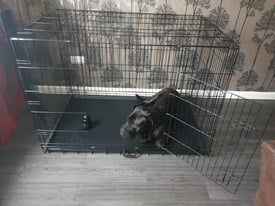 Used XXL dog crate