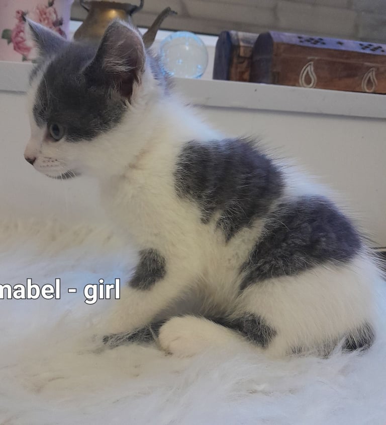  Bi colour white and blue kittens siamese/british shorthair/mix