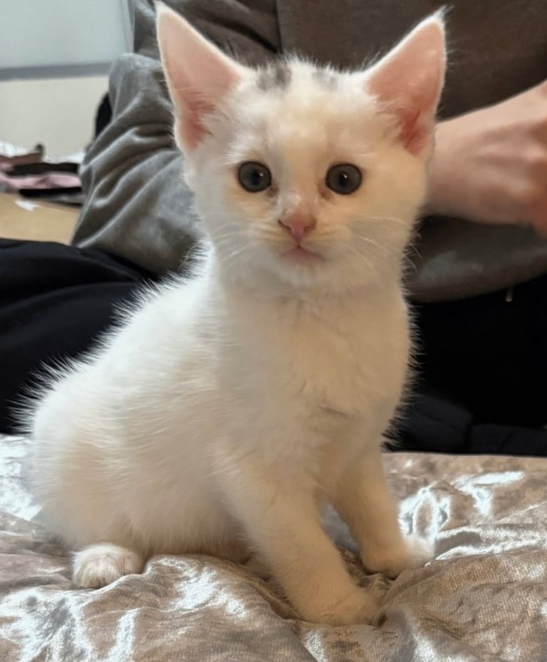 1 female and 1 male Maine Coon Cross Kittens for sale £300