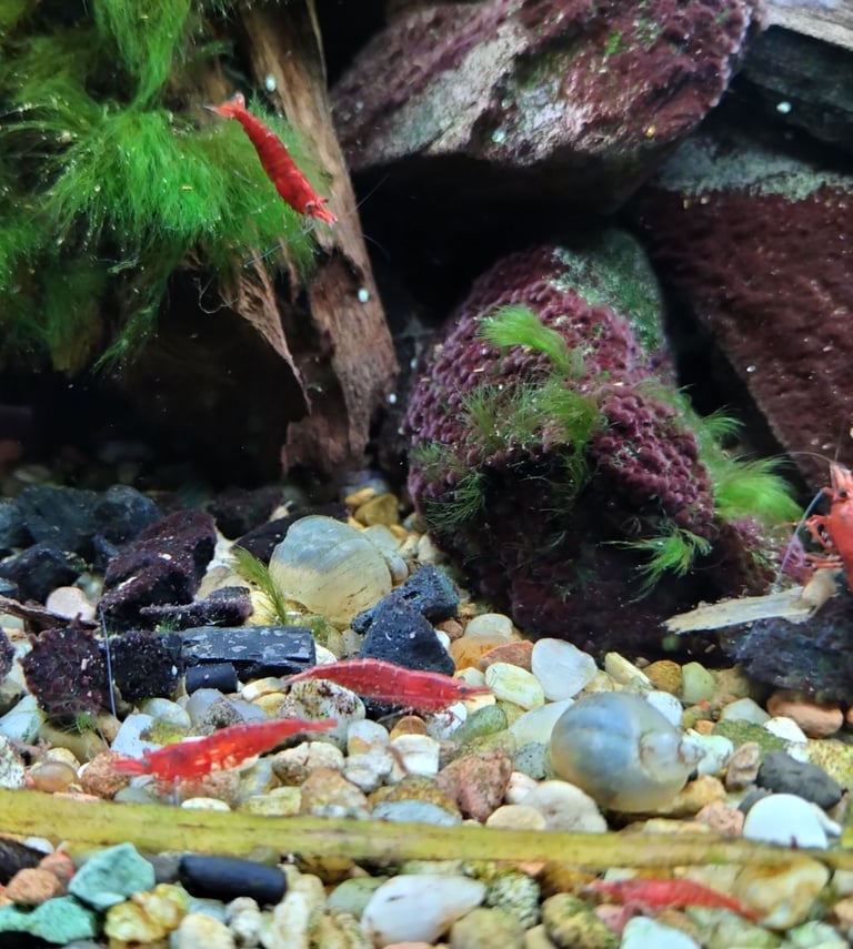image for Neo shrimp reds, blues and wild colour - juvenile BN plecos- large Ramshorn snails NR5 and NR17