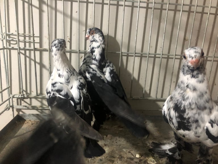 4 Polish butterfly pigeons for sale 