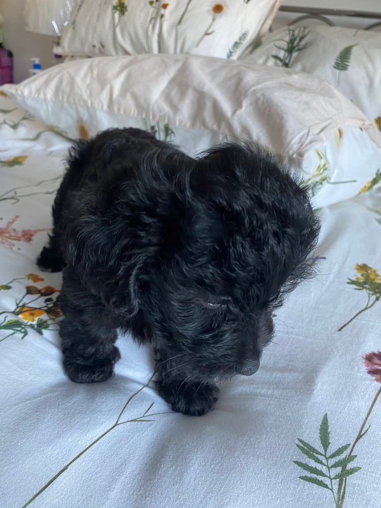 Yorkiepoo female pup 8 weekd old ready forever home