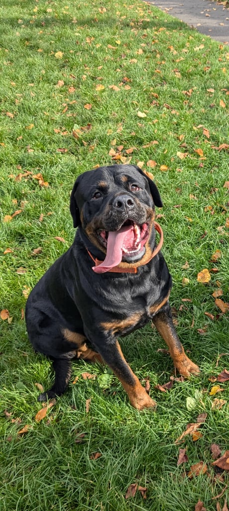 Rottweiler 