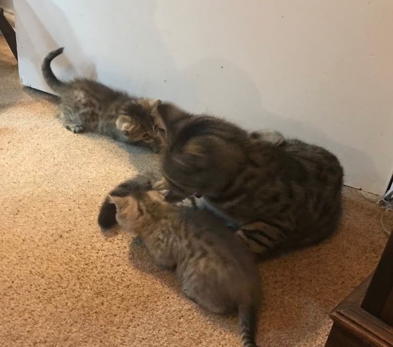 2 Beautiful Fluffy Tabby Kittens for sale
