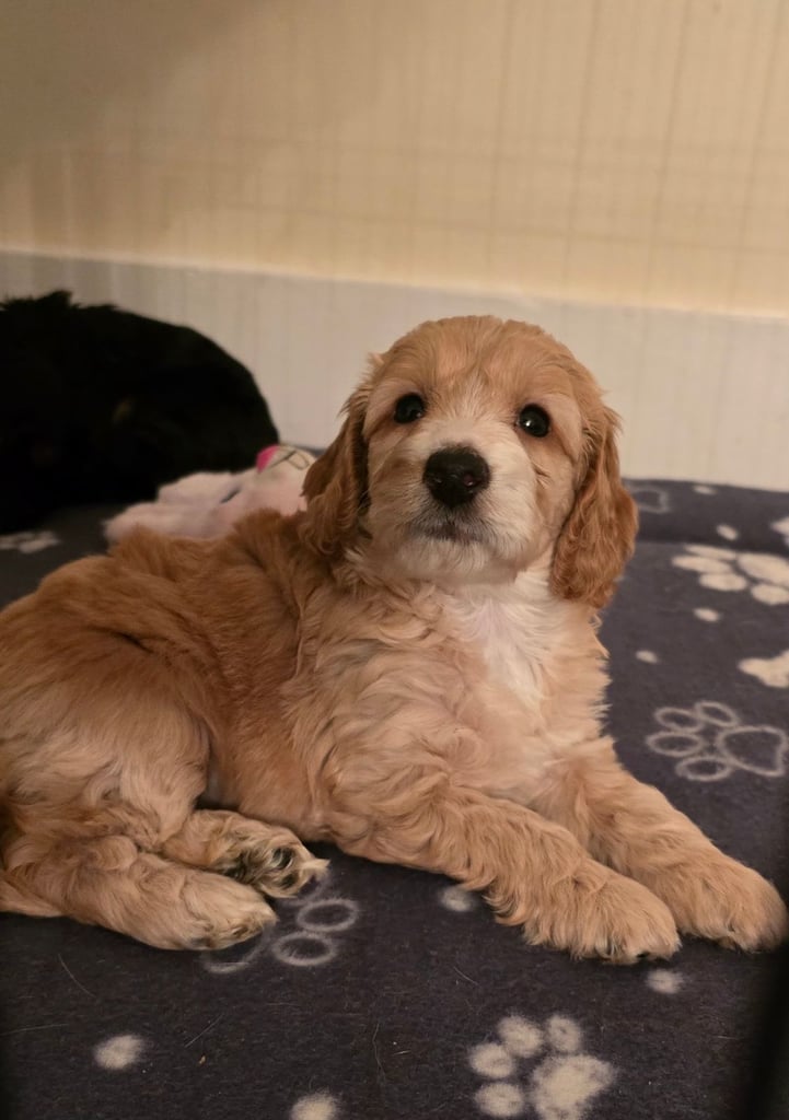 F1 minature cockapoos