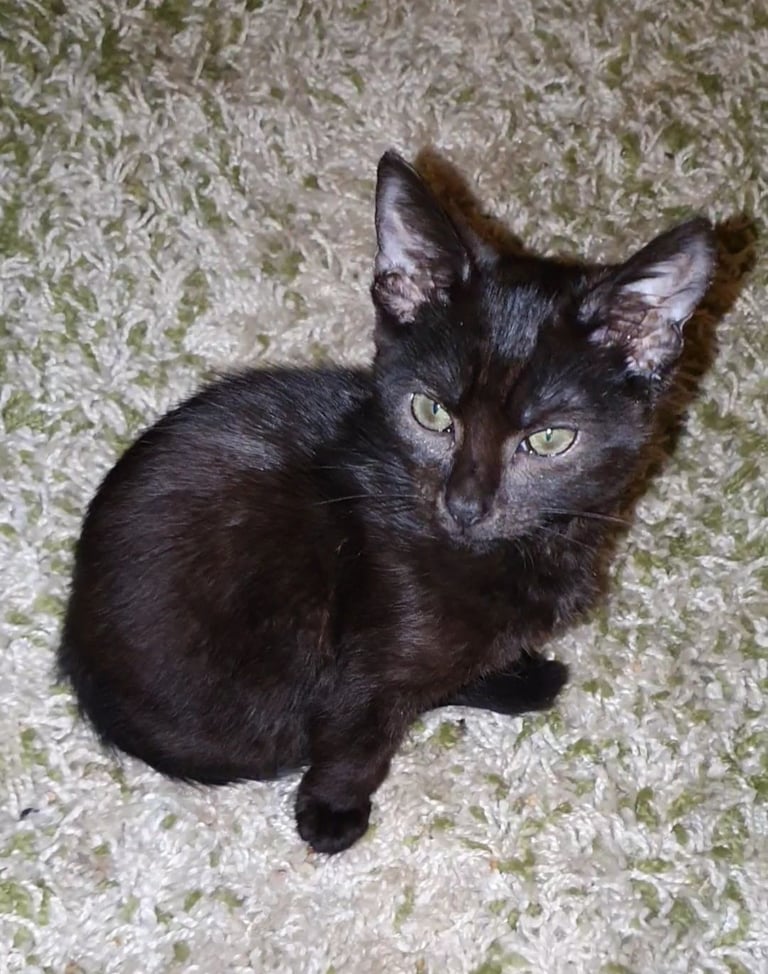 Dark Brown Tabby/Bombay Male Kittens for sale 