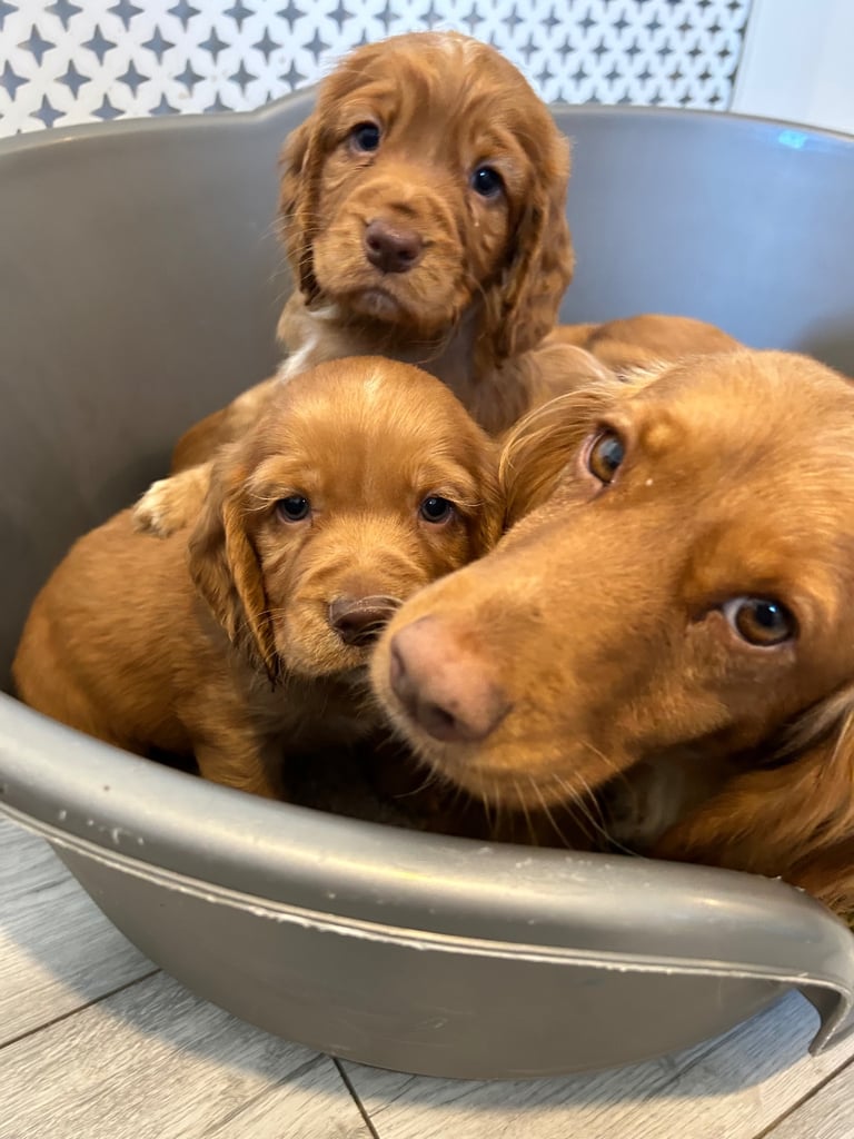 Red.cocker spaniels 