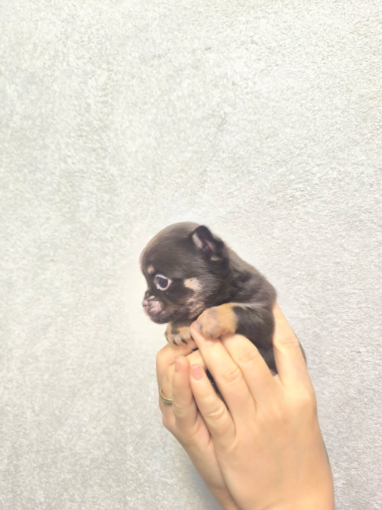 Chihuahua for sale 