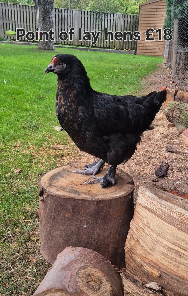 Point of lay chickens
