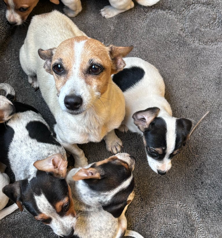 Jackrussel puppies