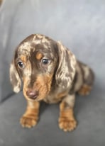 Miniature dachshund puppies 1 chocolate dapple girl