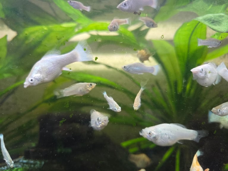 image for Mickey Mouse silver platys