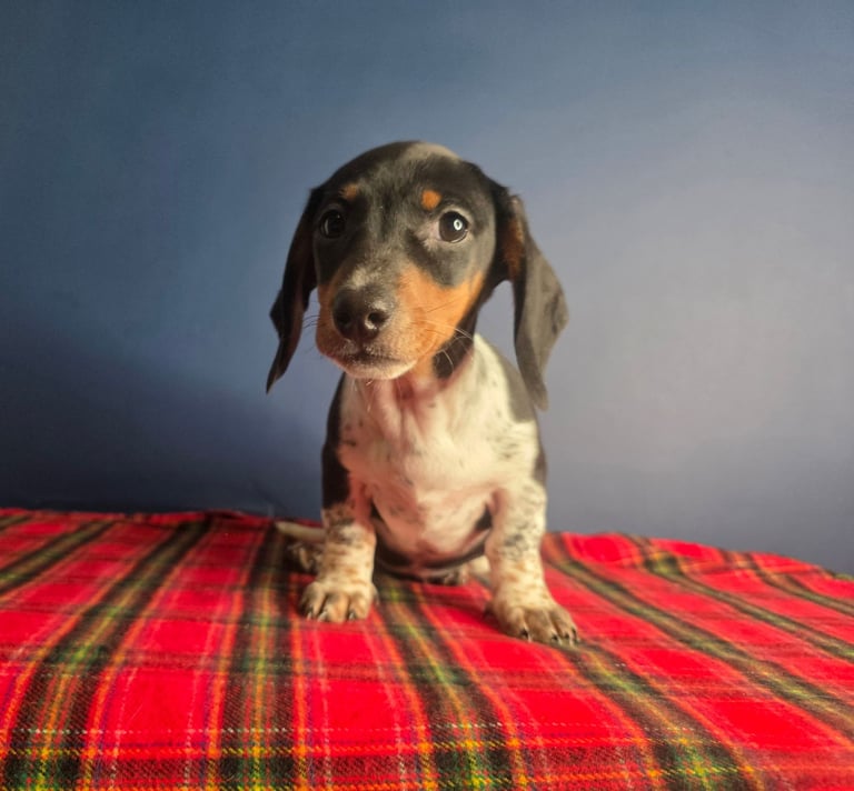 KC Registered Dachshund Puppies