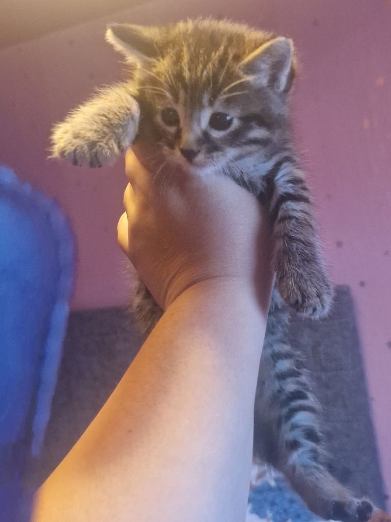 Kittens for sale