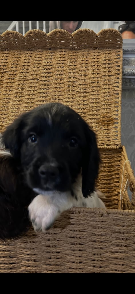Ready now Kc reg male springer spaniels 