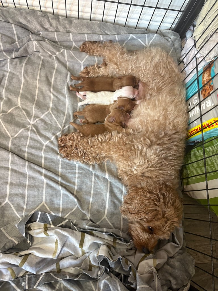 Cavapoo puppy’s 