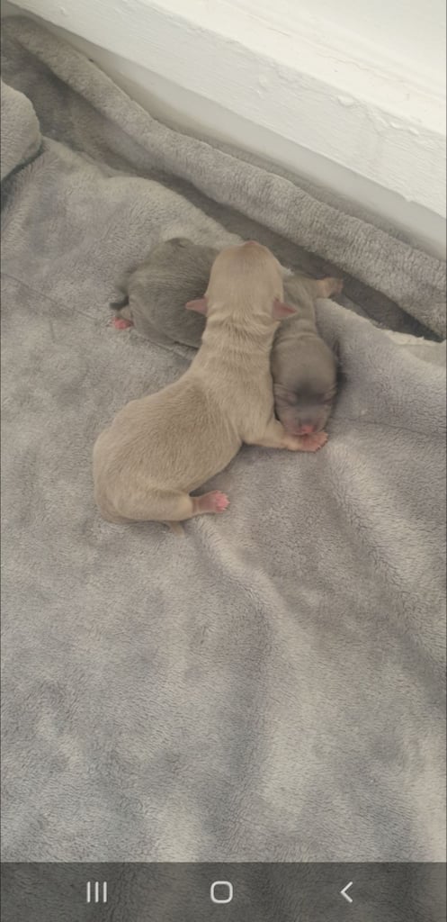 Long haired chihuahua puppys £1100