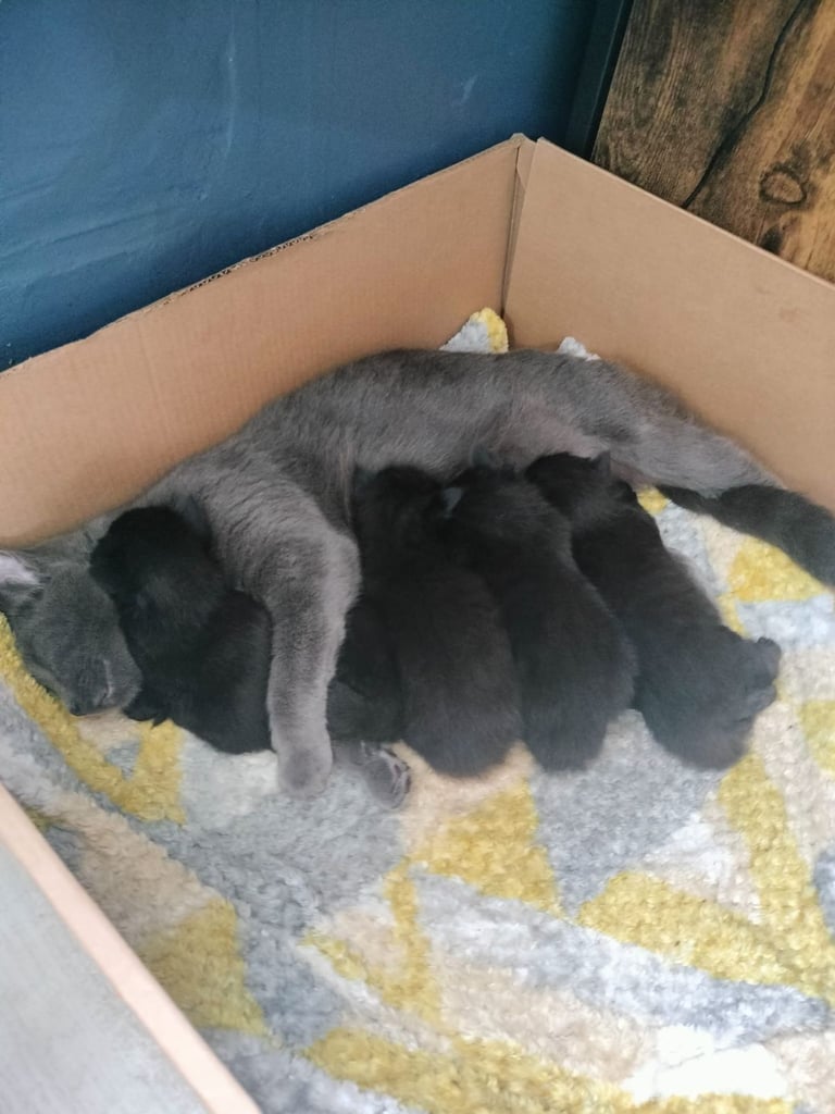 ** ALL RESERVED **5 fluffy black kittens with hints of grey