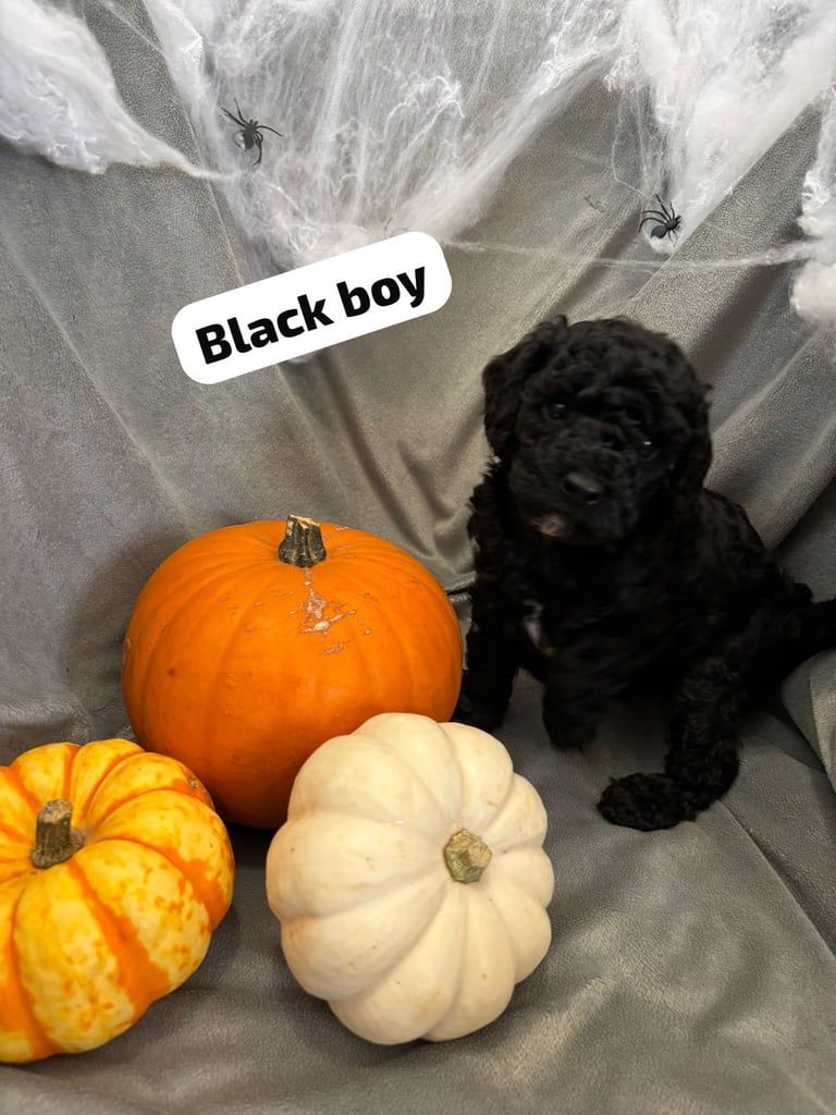 CAVAPOOCHON PUPPIES!!