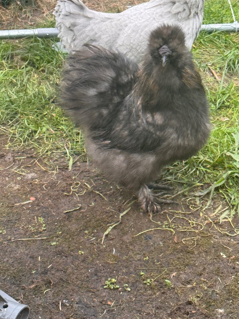 image for Silkie rooster