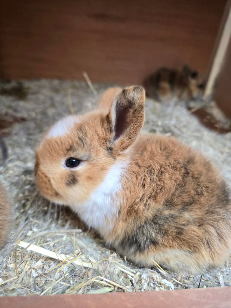 Baby Rabbits Available from 17th Nov 