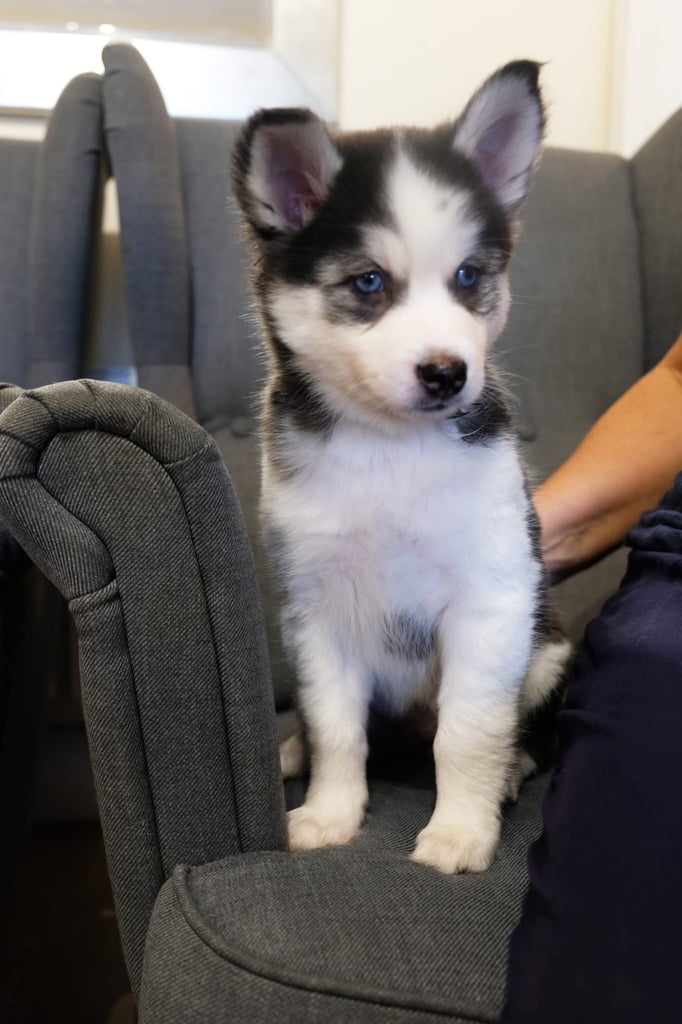Pomsky for sale