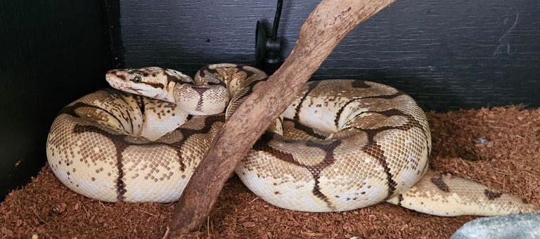 image for 5 Year Old Male Ball Python
