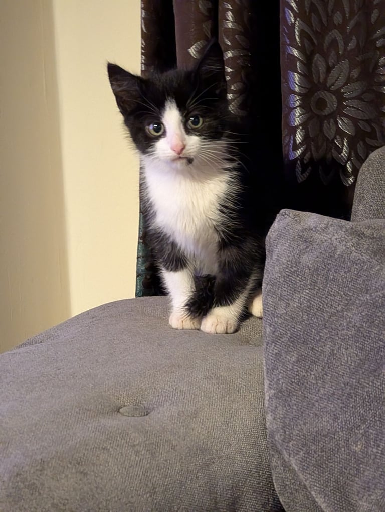 Domestic shorthair kittens