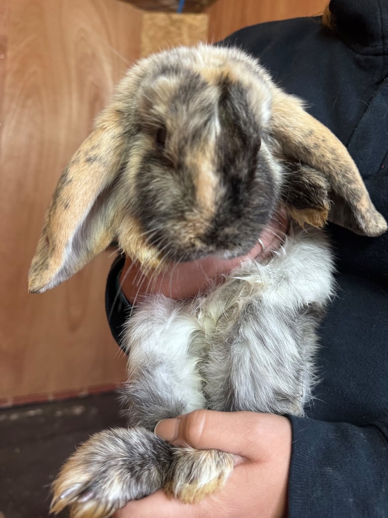 Bunnies for sale  x 7