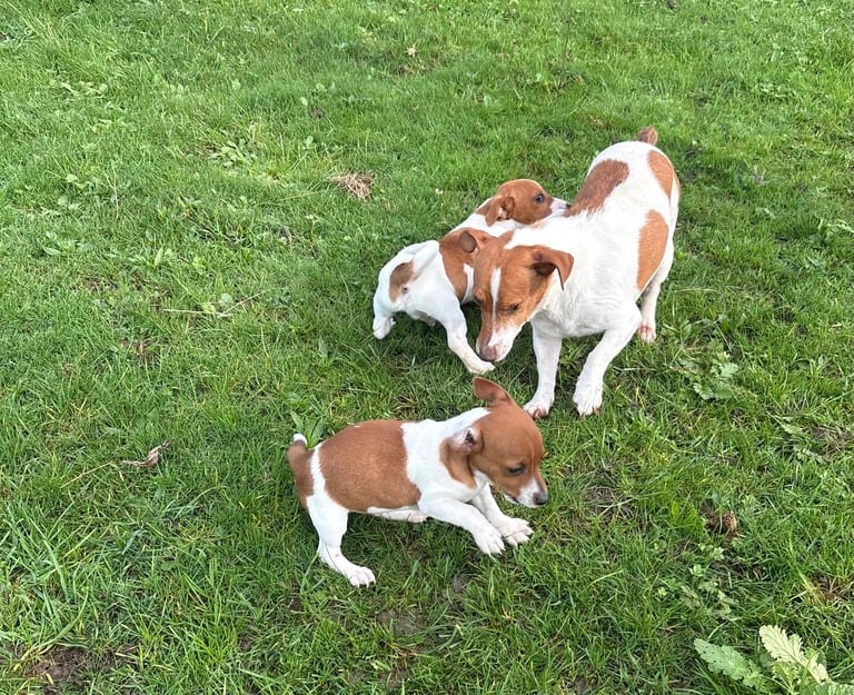 Jack Russell puppies for sale 