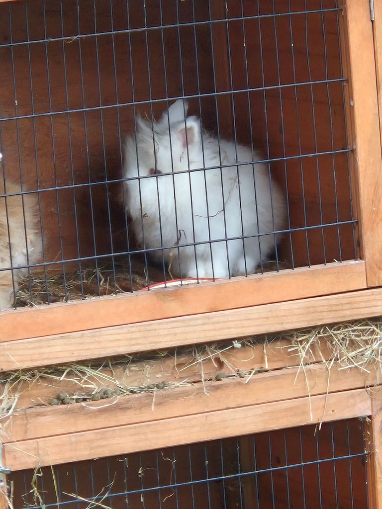 Lionhead Rabbits