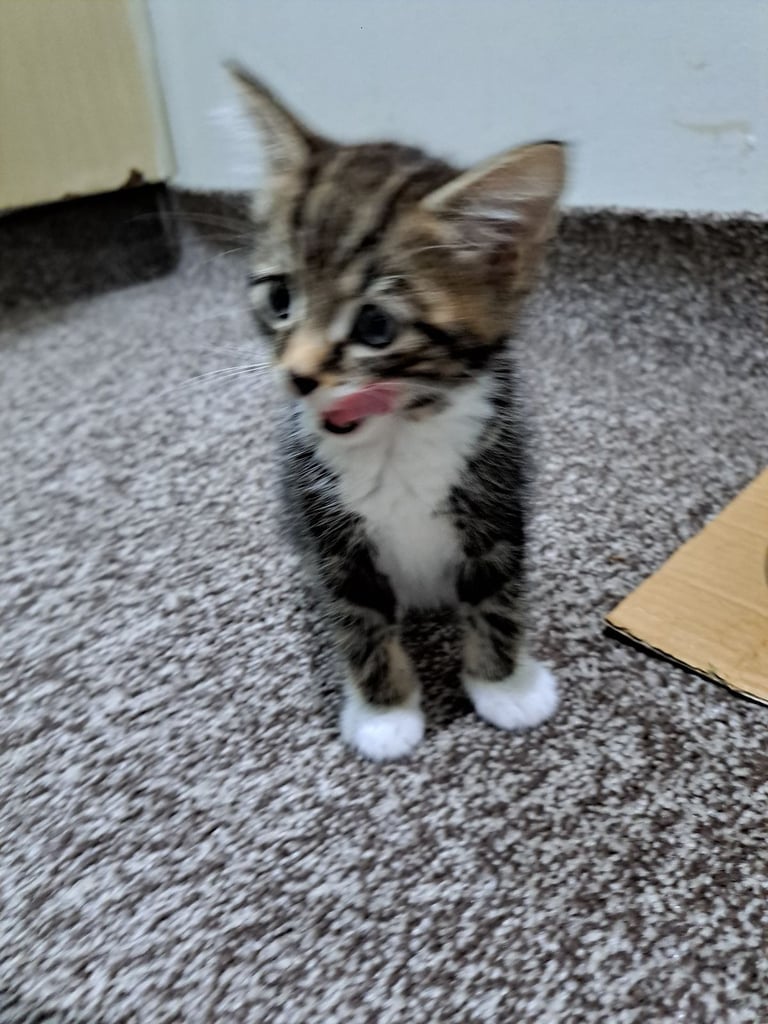 7 weeks old male kitten potty trained treated for worms and fleas