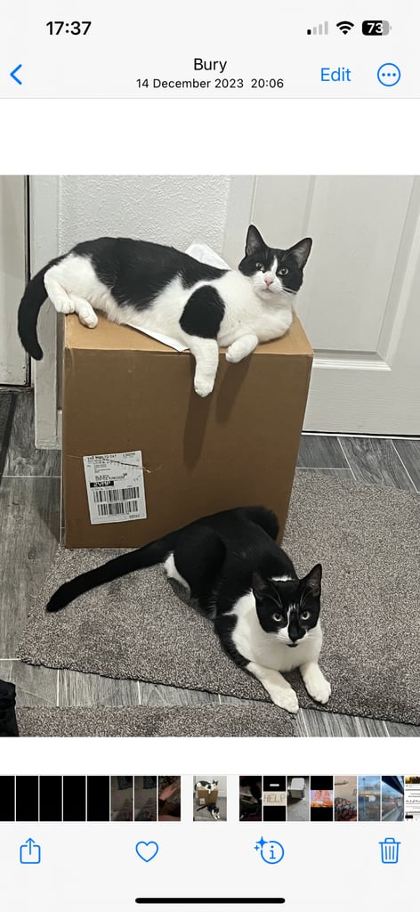 2 black and white cats 
