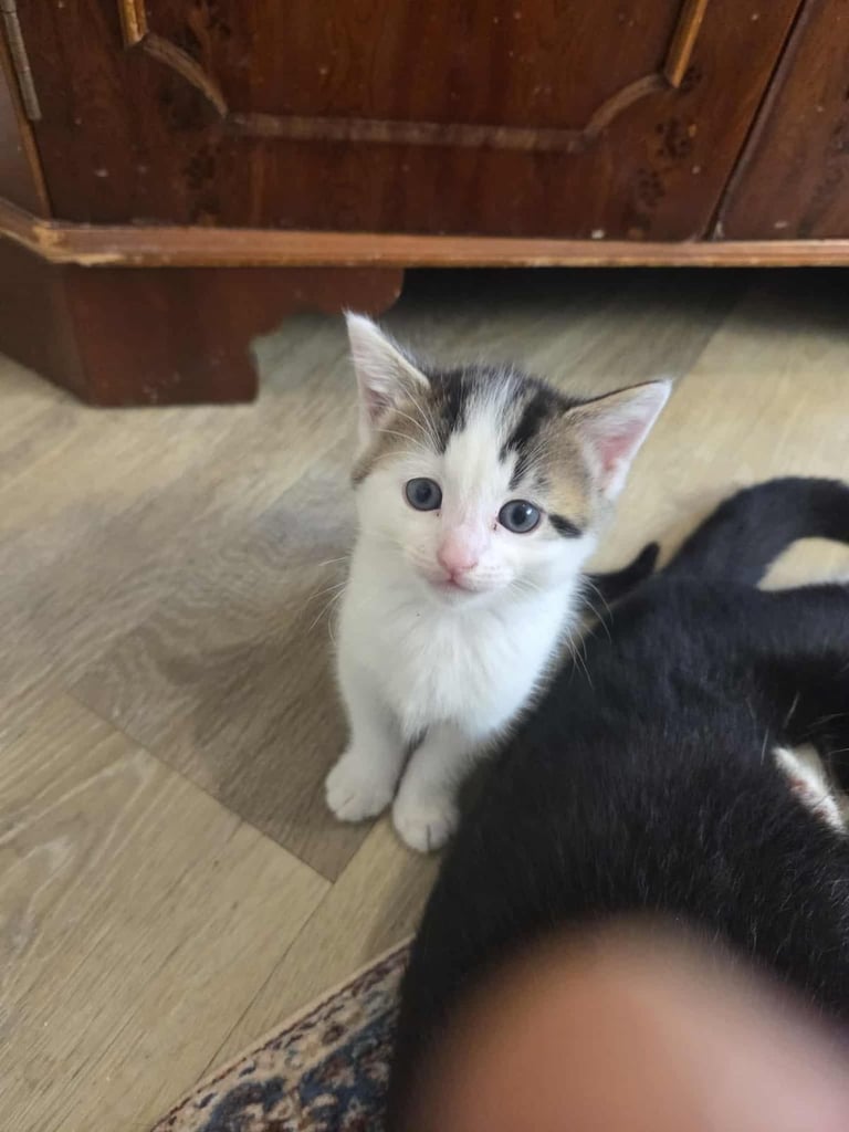 image for Cat 