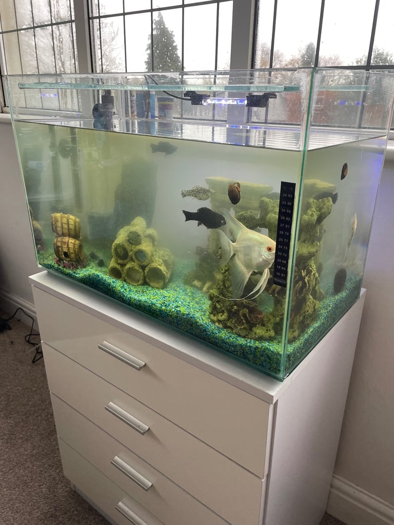 Whole Fish Setup With Fish