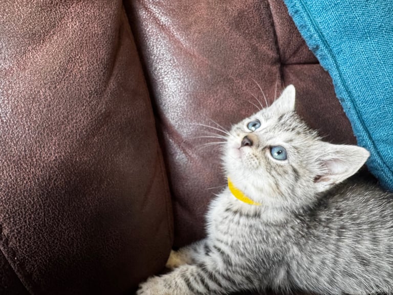 British short hair kittens 