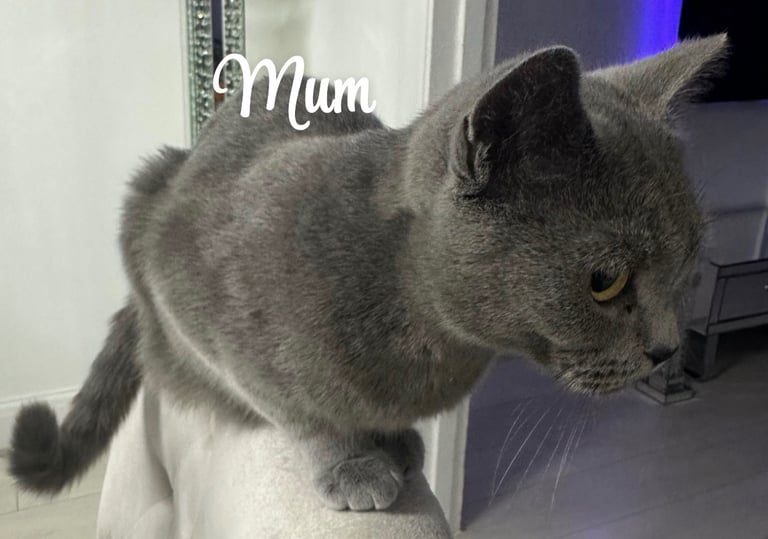 ✨Adorable British shorthair kittens ready to leave!✨