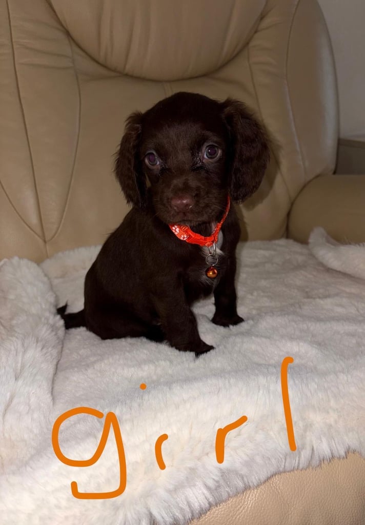 Cocker Spaniel Puppies