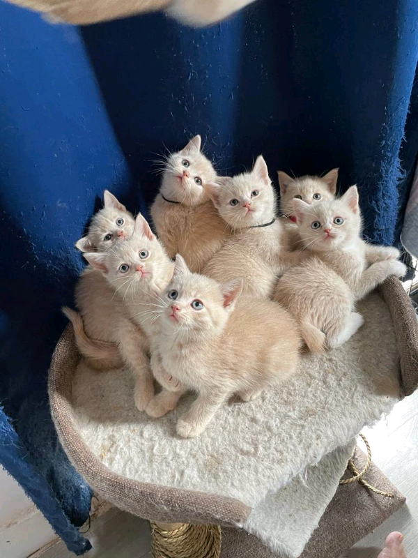  kittens British X