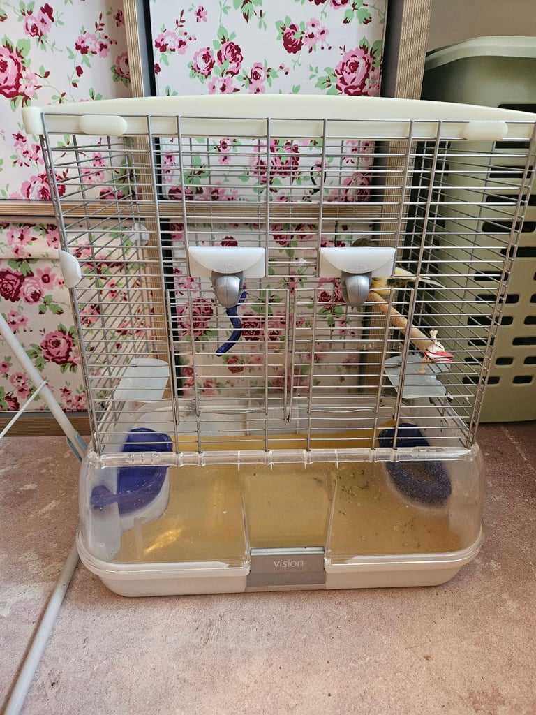 Young canary with cage